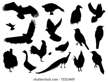 vector bird silhouettes