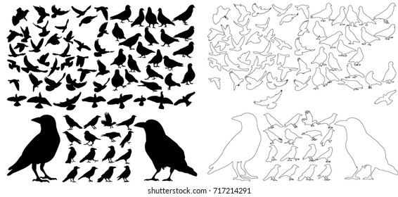 vector, bird sketch, crows