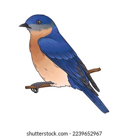 ave vectorial tledekan o ave azul, este pájaro tiene un hermoso color de pluma azul