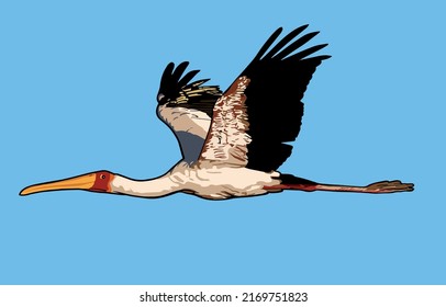 Vector bird (White Crane) illustration.