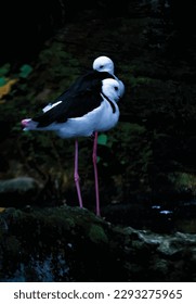 Vector bird in the wild on a black background