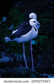 Vector bird in the wild on a black background