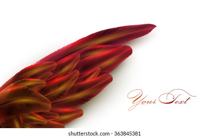 vector bird wing illustration