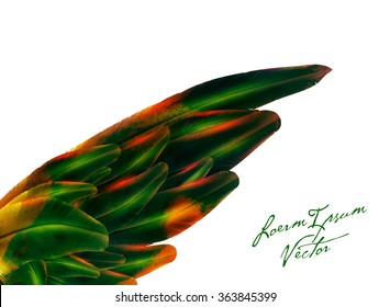 vector bird wing illustration