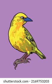 Vector bird (Yellow Weaver) illustration.