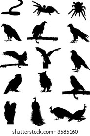 vector birds