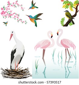 vector birds