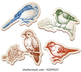 Vector birds collection