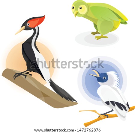 Vector birds endangered animals colorful starling, kakapo parrot and imperial woodpecker