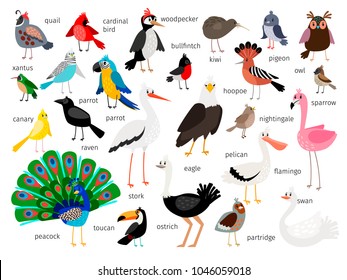 Vector birds. European and asian bird set isolated on white background, cardinal and toucan, bullfinch and pigeon, parrot and flamingo hand drawn birds illustration