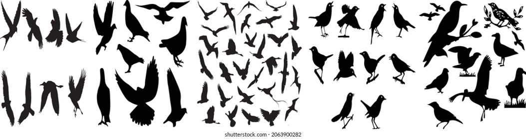 vector birds , A large flock of flying birds. Free birds. Vector illustration