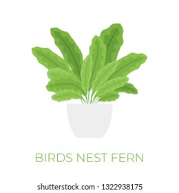 Vector birds nest fern plant in pot in flat style