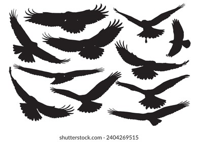 Vector birds of prey with different amazing flight images. White background.