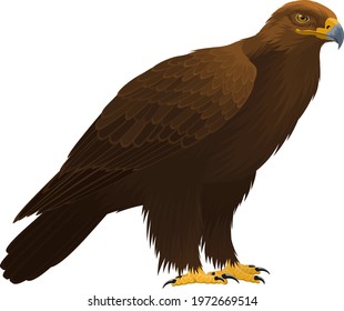 vector birds of prey golden eagle 