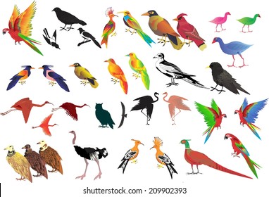 Vector birds set