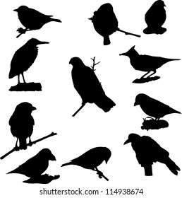 vector birds silhouette