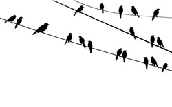 Vector Birds Sitting On Wire