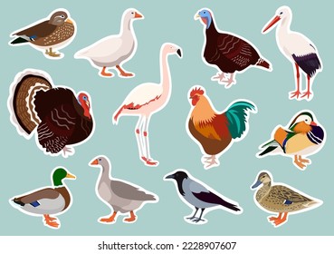 Vector birds stickers, icons big set of wild and domestic birds, illustration of ducks, turkeys, flamingo, crow, geese, rooster, stork for children
