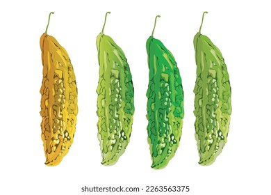 vector Bitter Gourd isolated on white background 