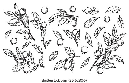 Vector black Berry. Hand drawn sketch of Blueberry in line art style. Vintage illustration of forest wild plants with Fruits