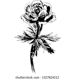vector black botanical illustration of globe flower on transparent background