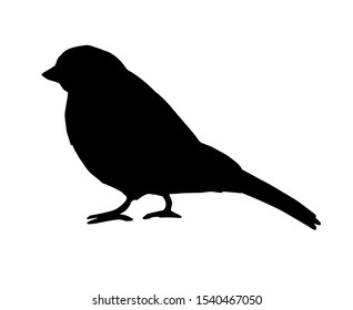 Vector black bullfinch sparrow bird silhouette isolated on white background