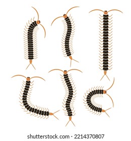 Escolopendra de dibujos animados negros aislados en fondo blanco. Gigante Ícono Animal Centipede.