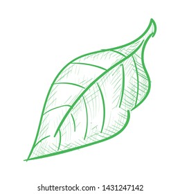Vector Black Chokeberry, Leaf Hand Drawn Illustration. Cross Hatch Pencil Sketch Style.