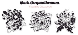 Vector Black Chrysanthemum Flowers Set Traditional Tattoo Designs Set