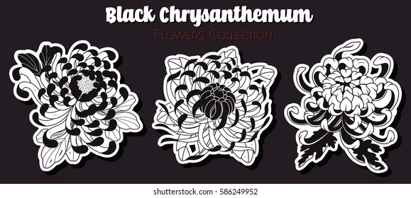 Vector Black Chrysanthemum Flowers Set Traditional Tattoo Designs Set
