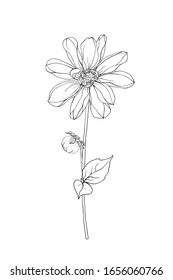 Vector black contour flower dahlia, bud and leaves. Isolated on white background.  Hand drawn. Doodle style. For floral design, prints, greeting card, textiles, invitations. Stock illustration.