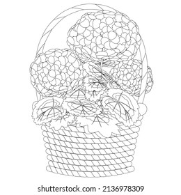 Vector black contour illustration. Coloring page with pelargoniun flowers in wicker basket 