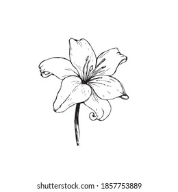 Vector black contour of lily flowers isolated on a white background.