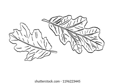 Vector black contour oak leaves with streaky