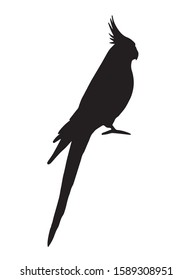 Vector black corella cockatiel parrot silhouette isolated on white background