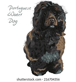 Vector black curly dog breed Portuguese Water Dog (Cao de Agua)