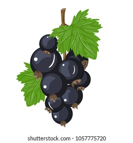 Vector black currant colorful illustration isolated on light background. Background design for tea, ice cream, natural cosmetics, candy and bakery with black currant filling, health care products.