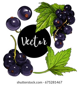 Vector Black Currant Illustration Set