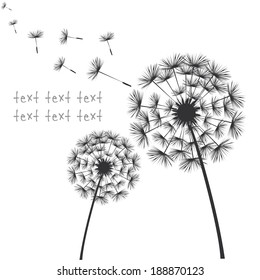 Vector black dandelions on white background