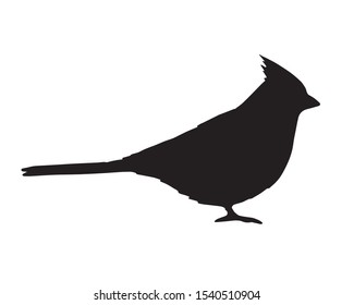 Vector black flat red cardinal bird silhouette isolated on white background 