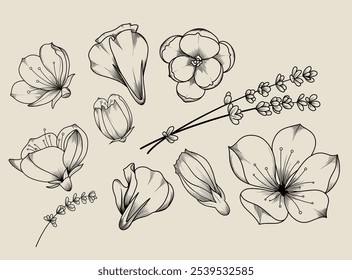 Vector : Black Flower Sketch Line-art Illustration Hand-drawn Decorative Element