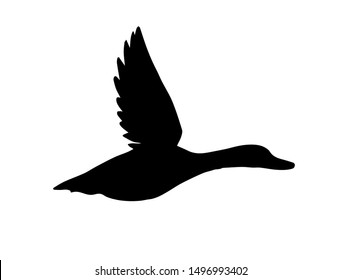 Vector black flying duck silhouette isolated on white background