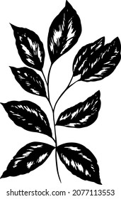 Vector Black Foliage, Isolated, Tropical Leave, White Background