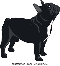 Vector black french bulldog. Element for design card, poster, illustration about dog breeds, food, care.