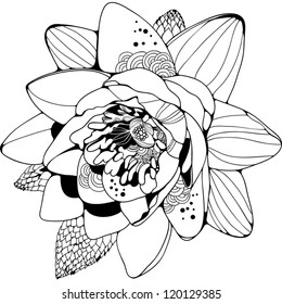 Vector black graphic beautiful lotus illustration.