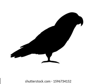 Vector black gray African parrot silhouette isolated on white background