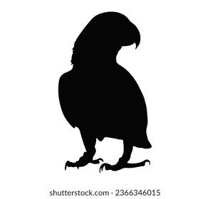 Silueta de loro negro gris negro con fondo blanco. Ilustración vectorial aislada en fondo blanco.