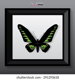 vector black and green butterfly trogonoptera brookiana in a frame