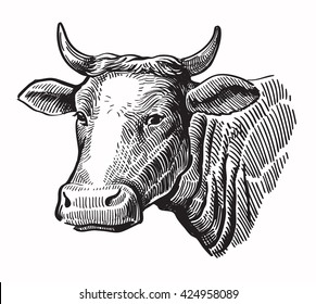 vector black hand drawn cow on white background