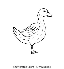 Vector black hand drawn domestic duck isolated on white background 